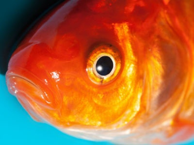  Researchers in New Zealand Look to Fish Eyes to Help Solve Cornea Shortage