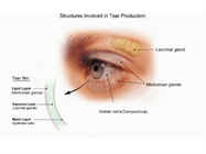Latest NEI-Funded Research Explores Novel Therapies for Dry Eye